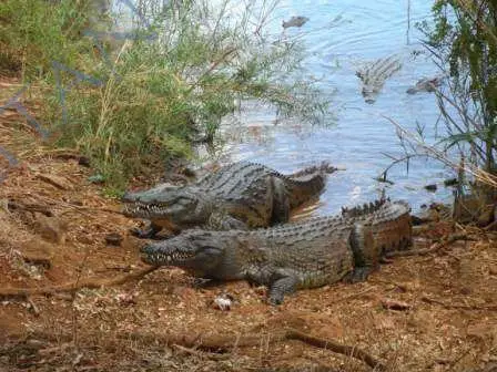Crocodiles du Lac Anivorano
