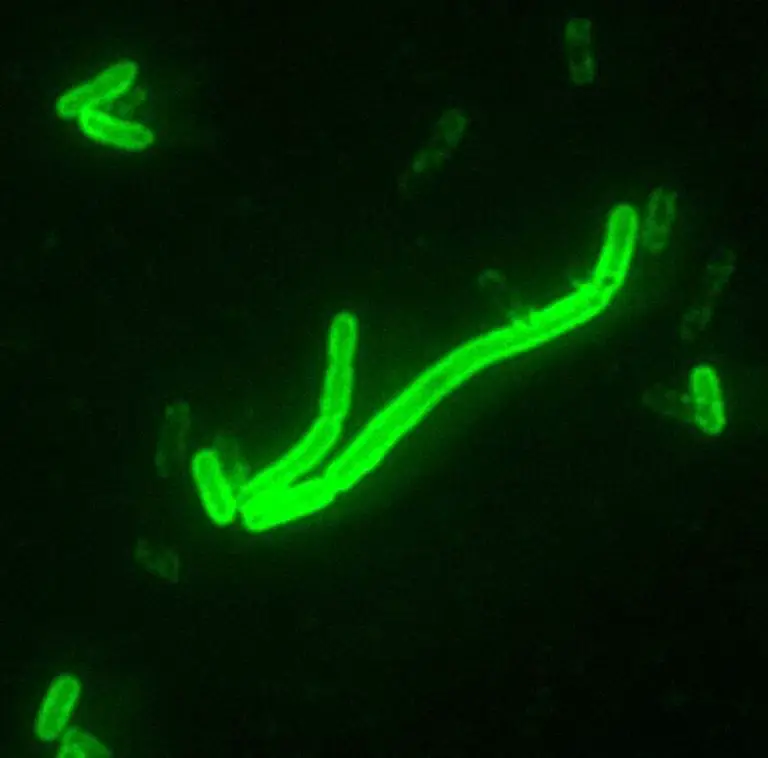 Yersinia pestis fluorescent