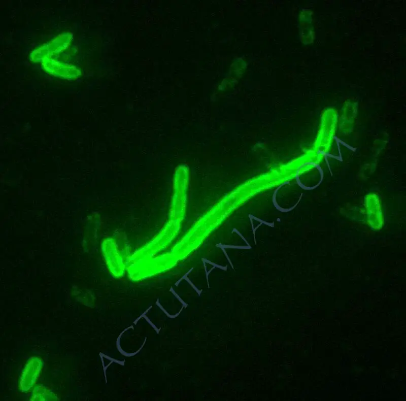 Yersinia pestis fluorescent