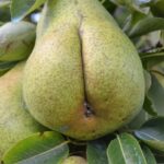 POIRE.jpg