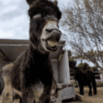 ane.gif